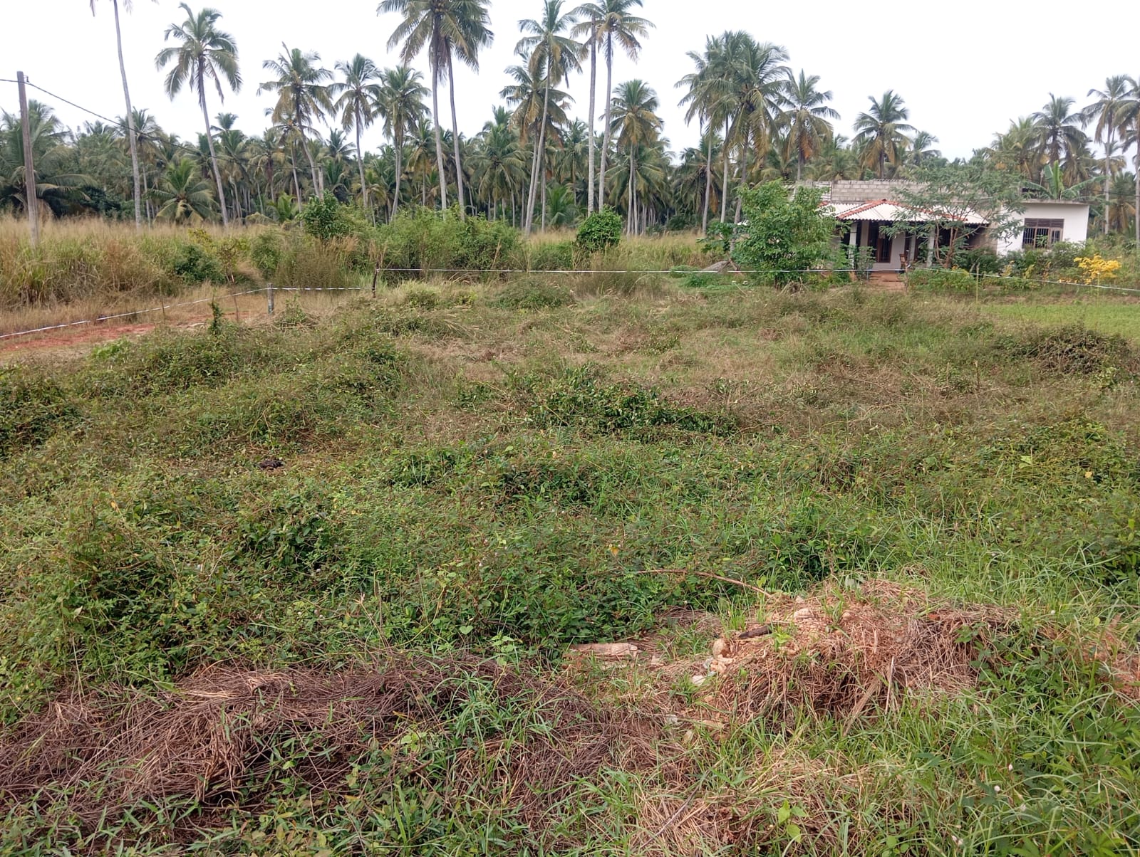 Residential Land For Sale In Chilaw