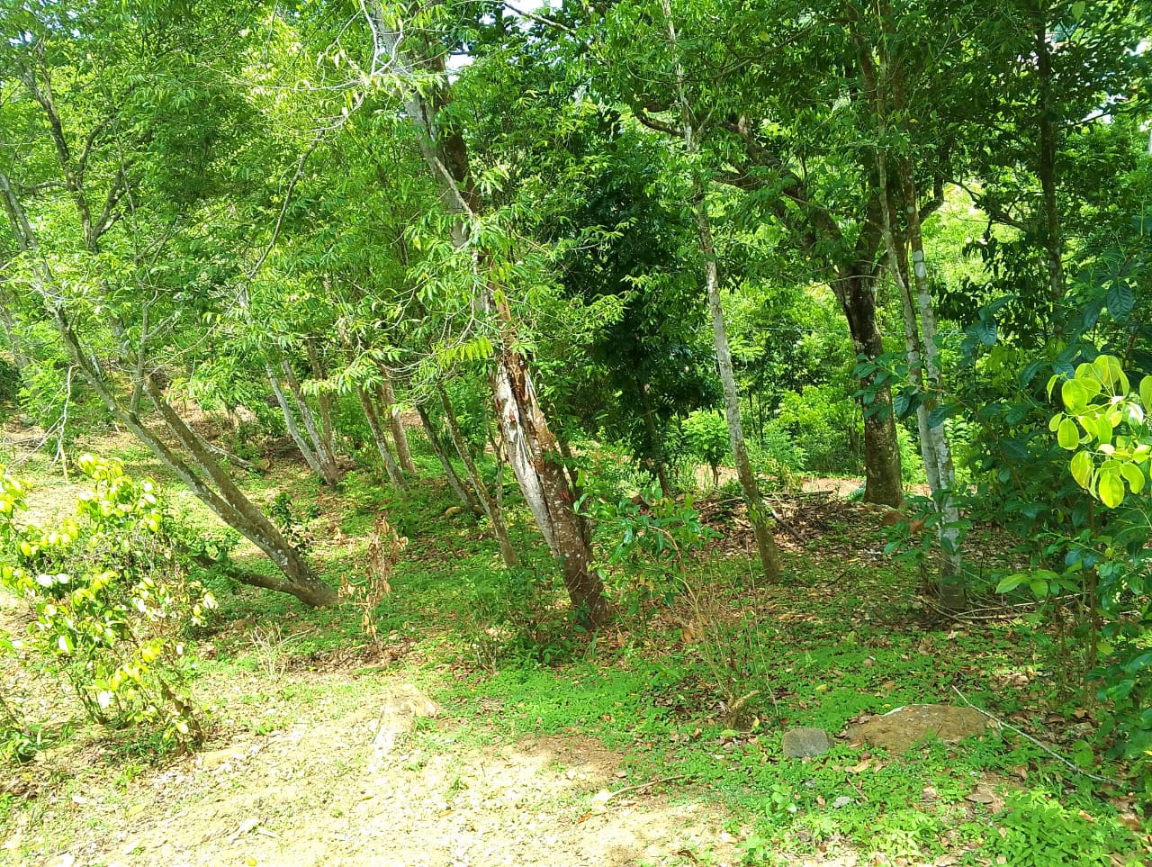 Land for Sale in Wawulugala
