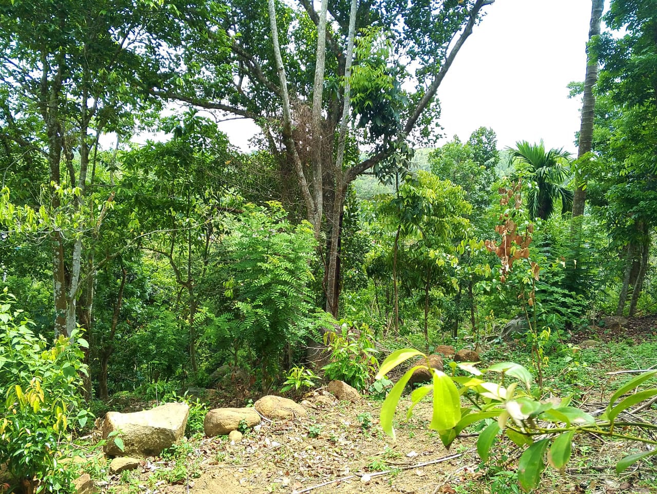 Land for Sale in Wawulugala