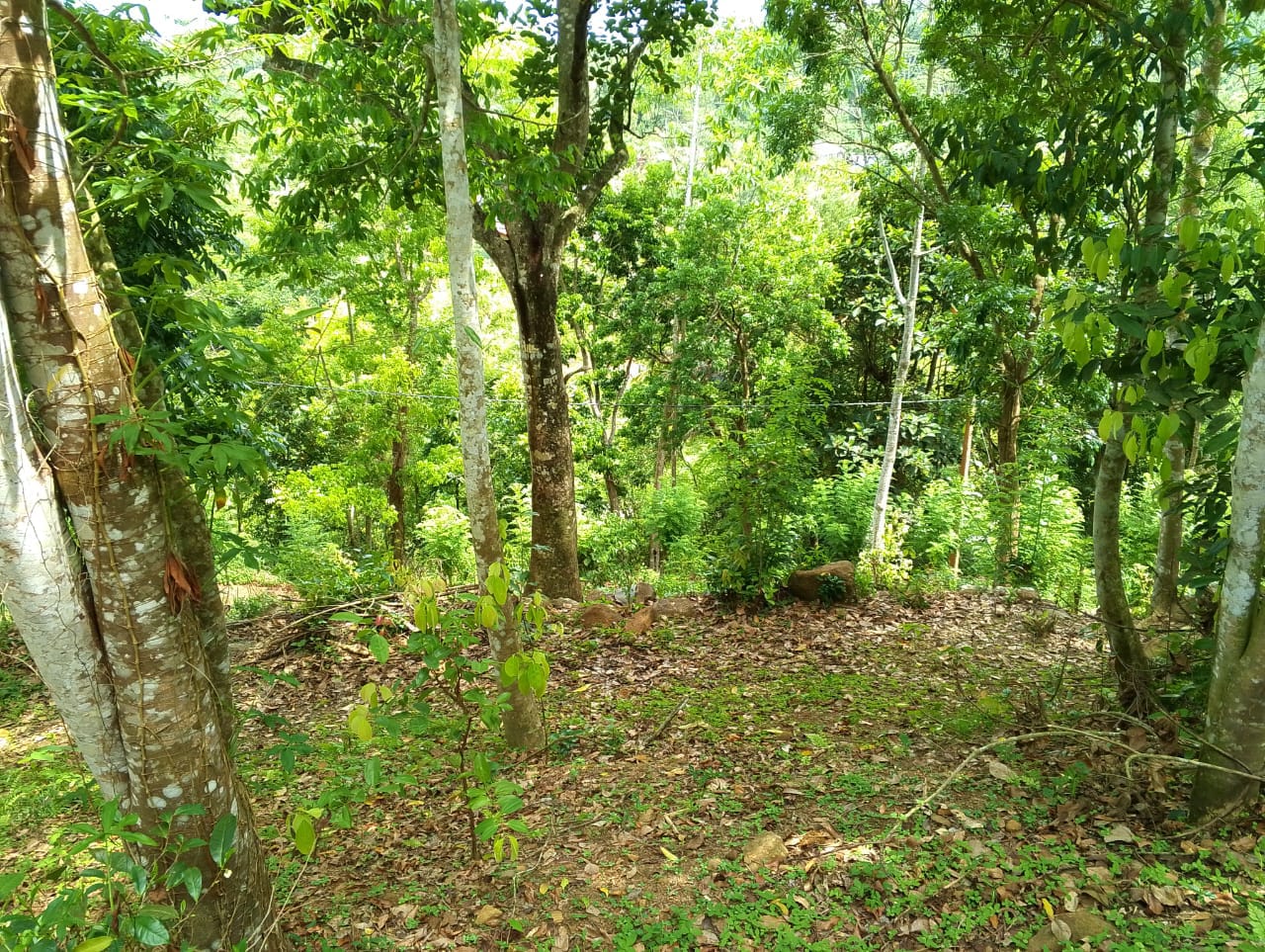 Land for Sale in Wawulugala