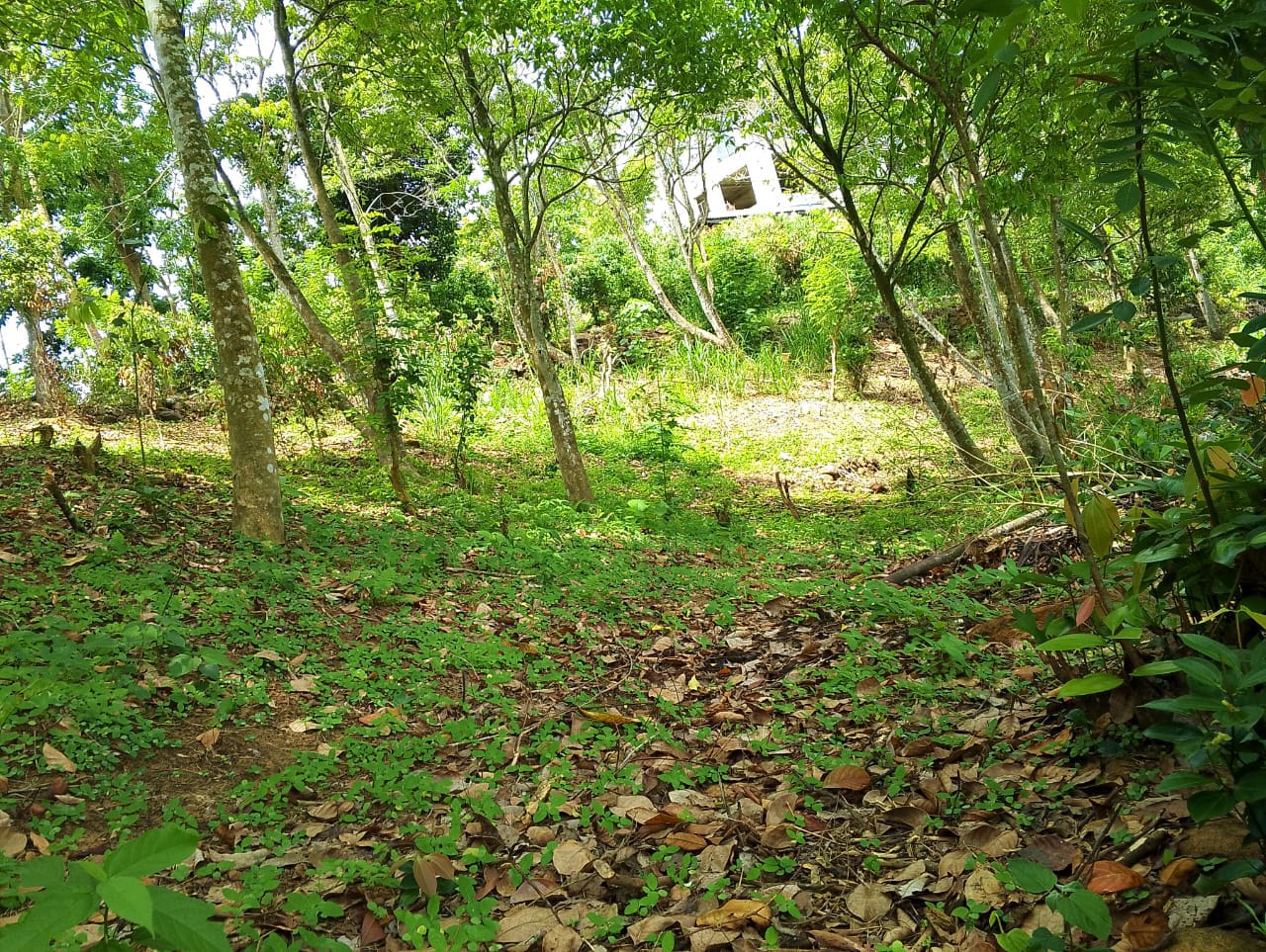 Land for Sale in Wawulugala