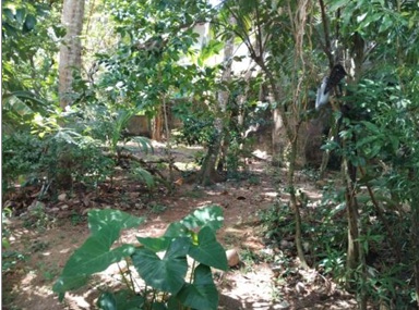 Tourism Land for Sale in Hikkaduwa