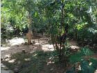 Tourism Land for Sale in Hikkaduwa
