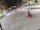 Poultry Farm for Sale Kanaththewewa