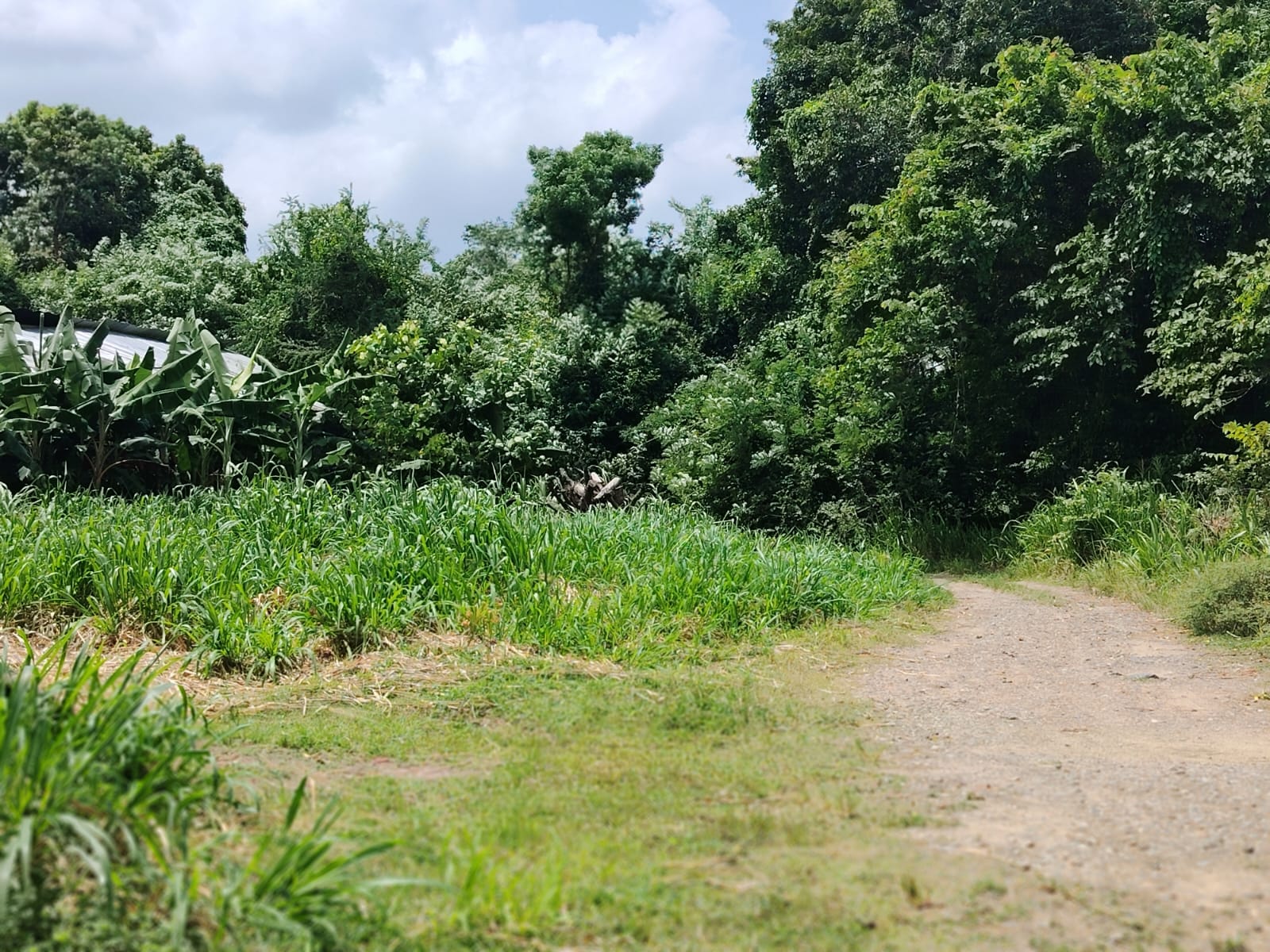 Poultry Farm for Sale Kanaththewewa