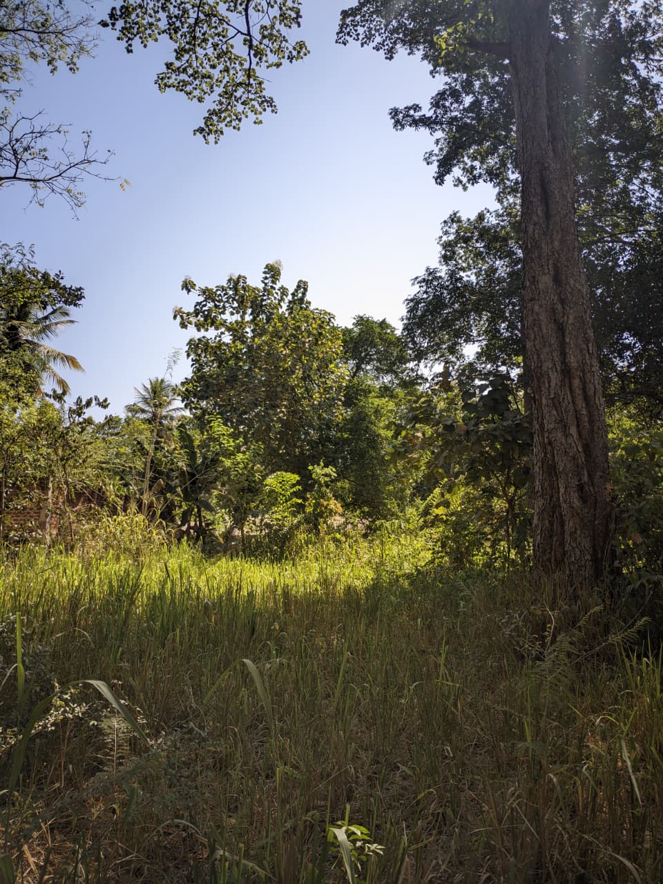 27 Perch Land for Sale – Buttala