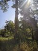 27 Perch Land for Sale – Buttala