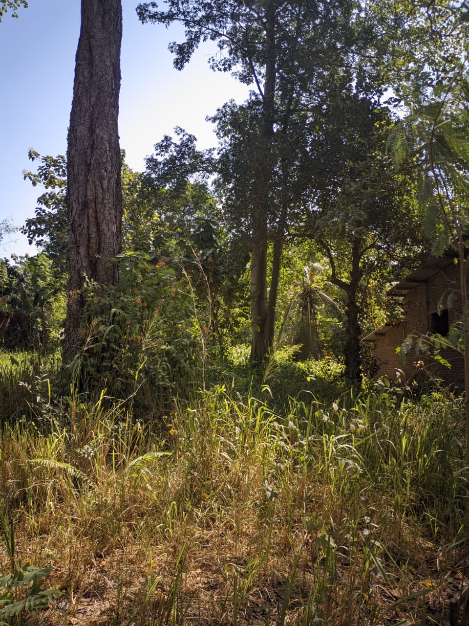 27 Perch Land for Sale – Buttala