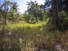 27 Perch Land for Sale – Buttala