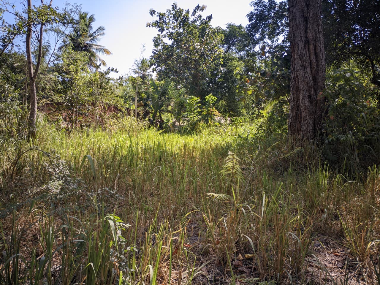 27 Perch Land for Sale – Buttala
