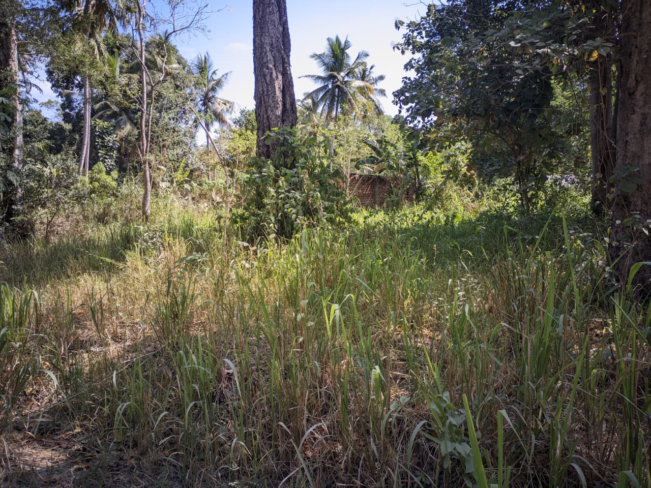 27 Perch Land for Sale – Buttala