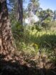 27 Perch Land for Sale – Buttala