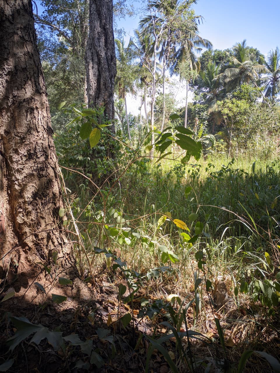 27 Perch Land for Sale – Buttala