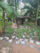 VALUABLE COCONUT & FRUIT FARM FOR SALE IN PANNALA 🌴
