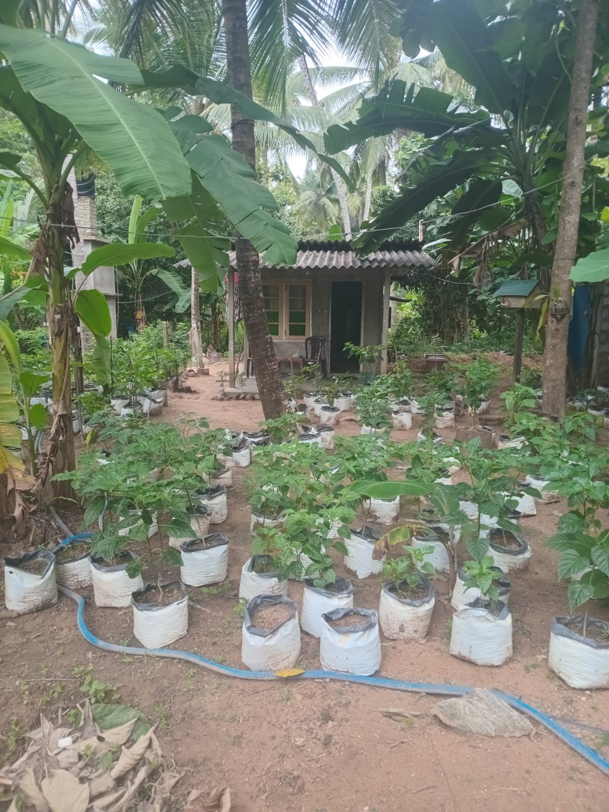 VALUABLE COCONUT & FRUIT FARM FOR SALE IN PANNALA 🌴