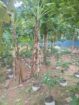 VALUABLE COCONUT & FRUIT FARM FOR SALE IN PANNALA 🌴