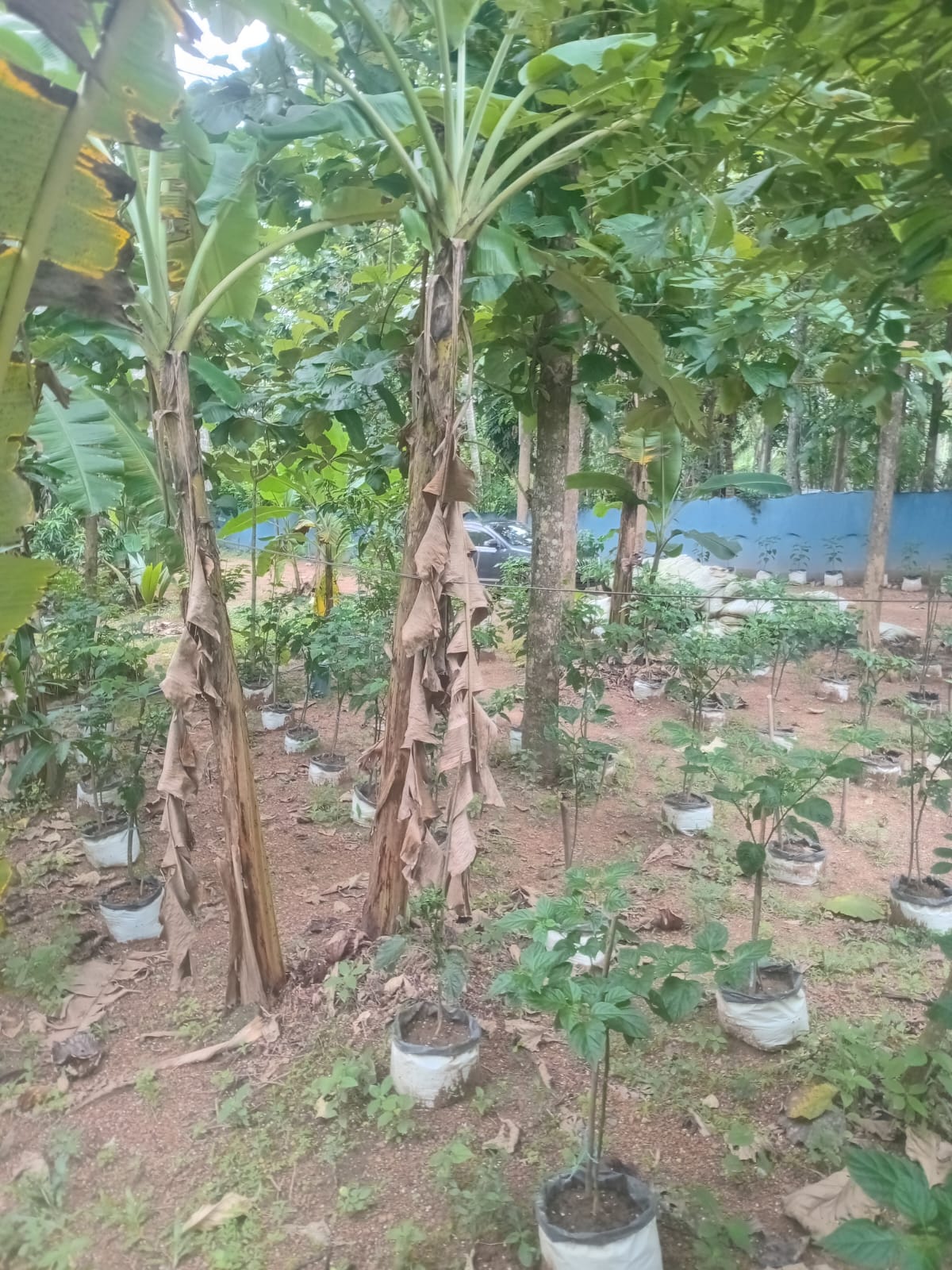 VALUABLE COCONUT & FRUIT FARM FOR SALE IN PANNALA 🌴