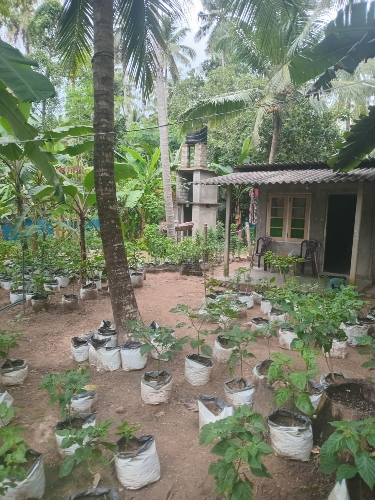 VALUABLE COCONUT & FRUIT FARM FOR SALE IN PANNALA 🌴