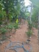 VALUABLE COCONUT & FRUIT FARM FOR SALE IN PANNALA 🌴