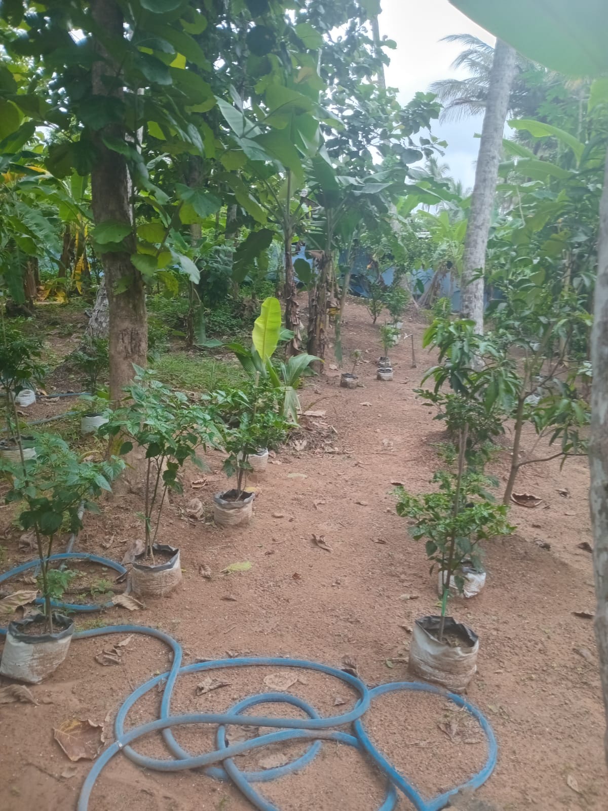 VALUABLE COCONUT & FRUIT FARM FOR SALE IN PANNALA 🌴