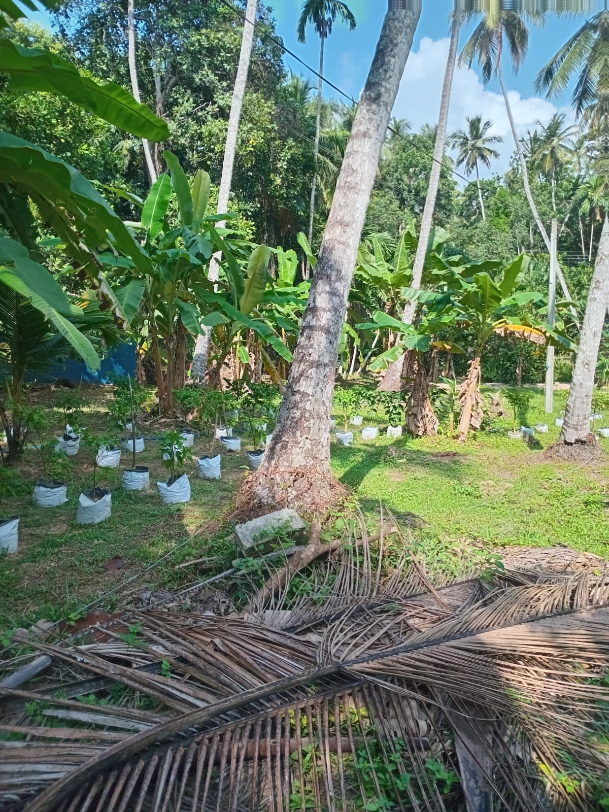 VALUABLE COCONUT & FRUIT FARM FOR SALE IN PANNALA 🌴