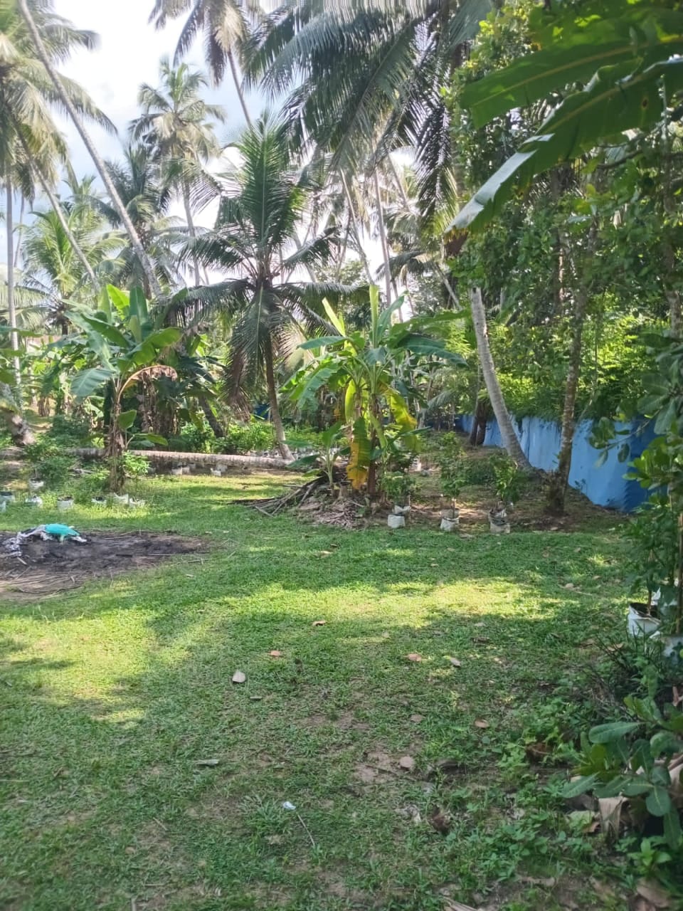 VALUABLE COCONUT & FRUIT FARM FOR SALE IN PANNALA 🌴
