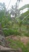 VALUABLE COCONUT & FRUIT FARM FOR SALE IN PANNALA 🌴