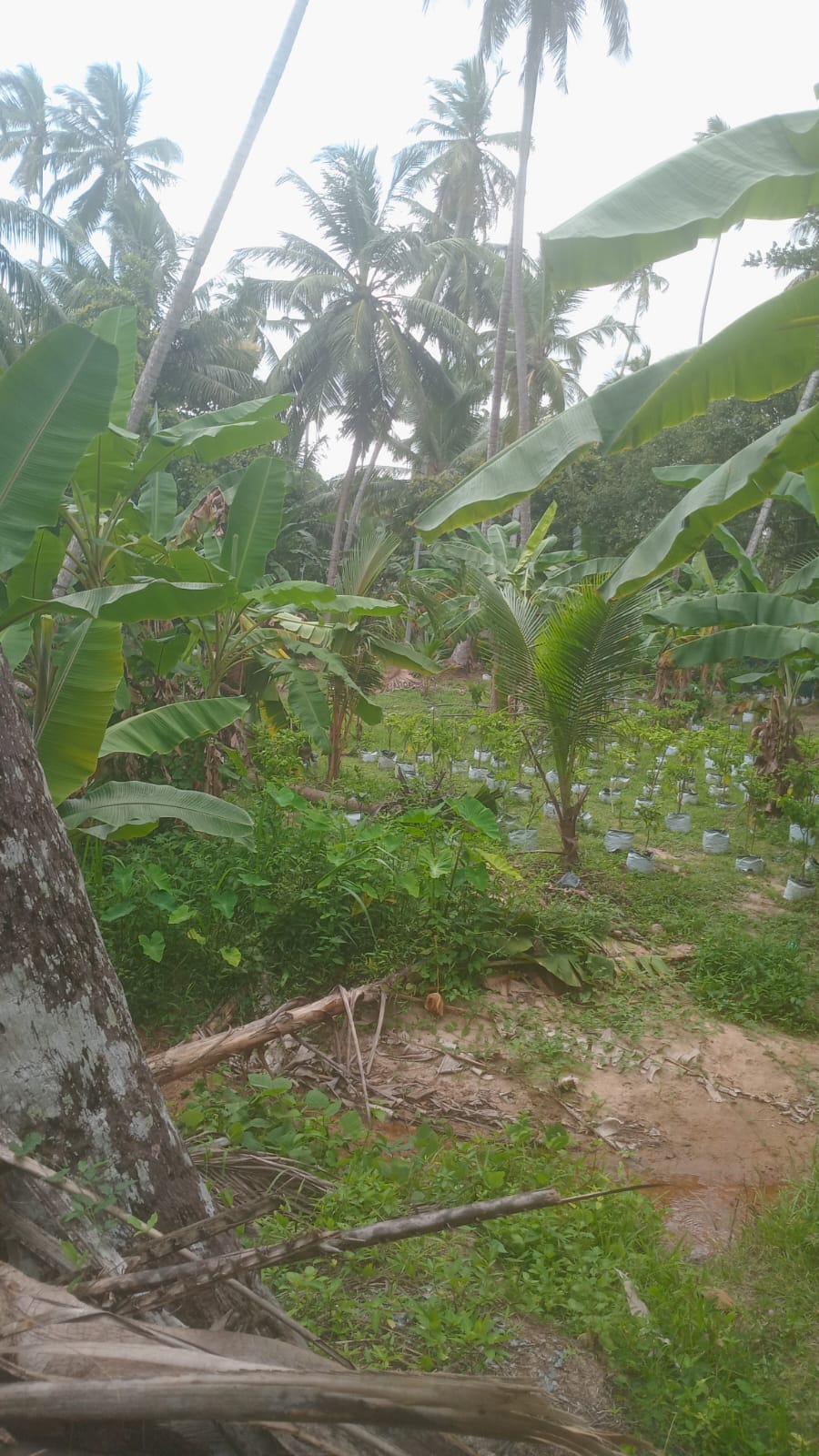 VALUABLE COCONUT & FRUIT FARM FOR SALE IN PANNALA 🌴