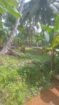 VALUABLE COCONUT & FRUIT FARM FOR SALE IN PANNALA 🌴