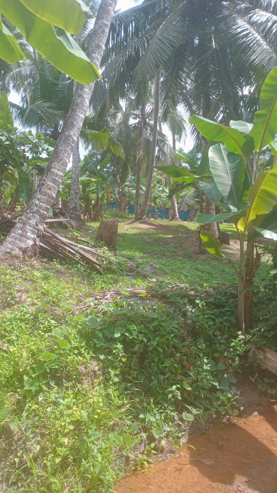 VALUABLE COCONUT & FRUIT FARM FOR SALE IN PANNALA 🌴