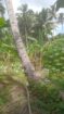 VALUABLE COCONUT & FRUIT FARM FOR SALE IN PANNALA 🌴