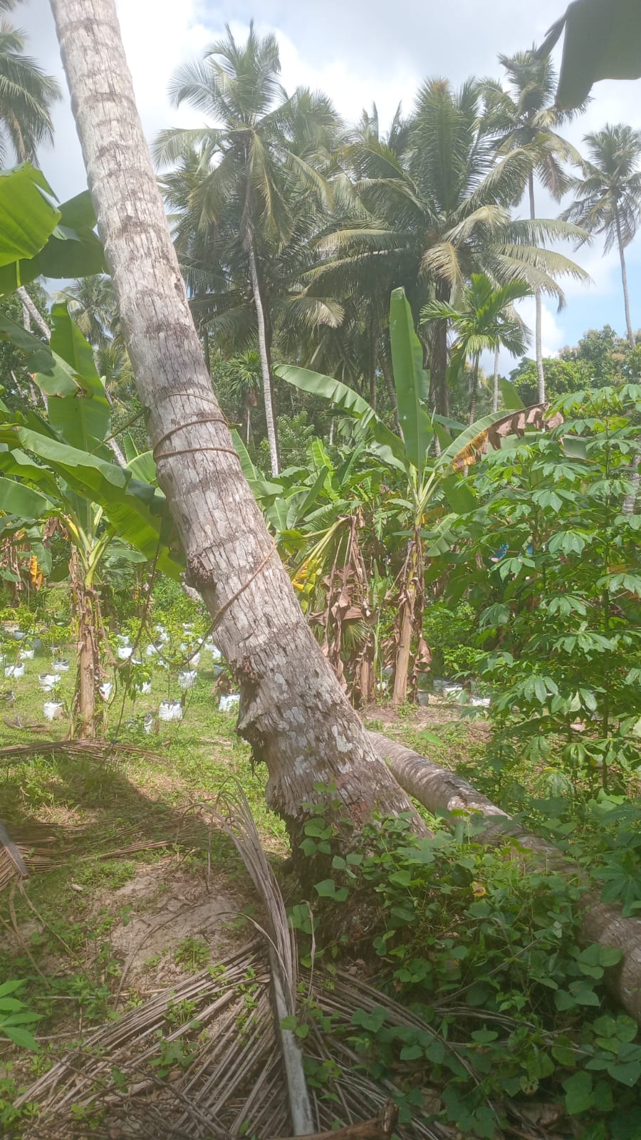 VALUABLE COCONUT & FRUIT FARM FOR SALE IN PANNALA 🌴