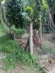 27 Perches Land for Sale in Yakkala Town