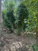 27 Perches Land for Sale in Yakkala Town