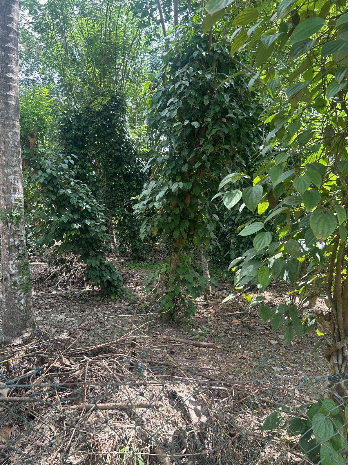 27 Perches Land for Sale in Yakkala Town
