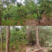 Land for Sale in Mahaoya