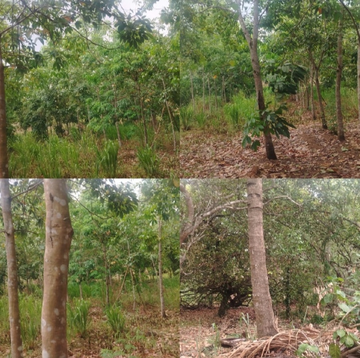 Land for Sale in Mahaoya
