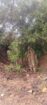 Land for Sale in Mahaoya