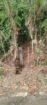 Land for Sale in Mahaoya