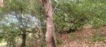 Land for Sale in Mahaoya