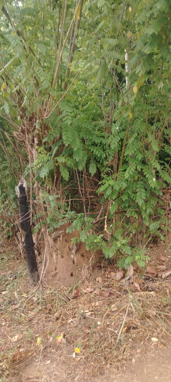 Land for Sale in Mahaoya