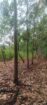 Land for Sale in Mahaoya