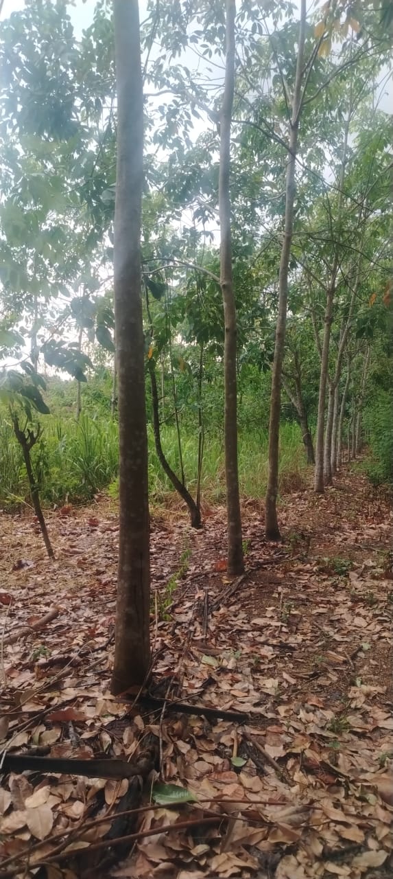 Land for Sale in Mahaoya