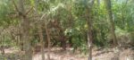 Land for Sale in Mahaoya