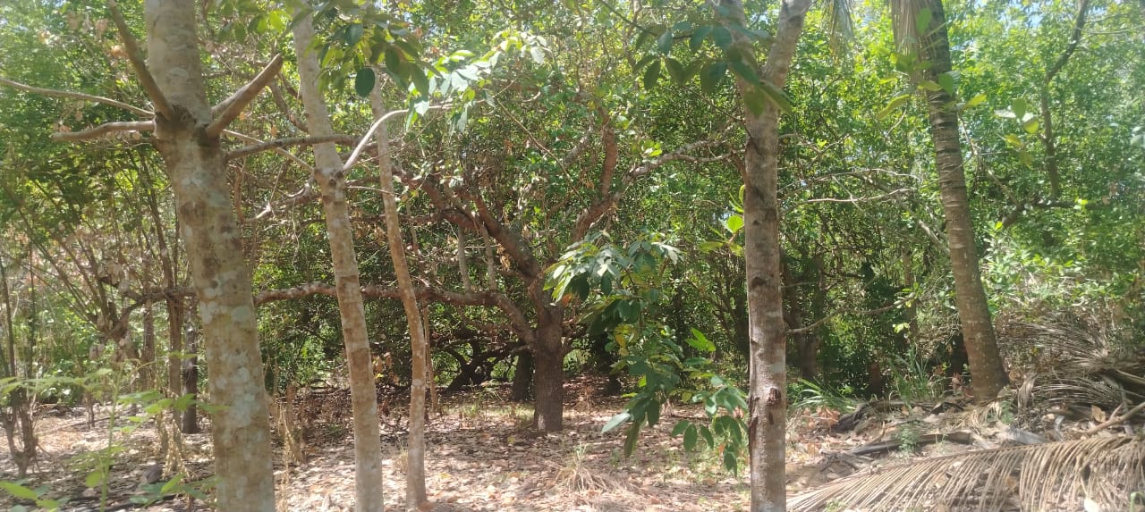 Land for Sale in Mahaoya
