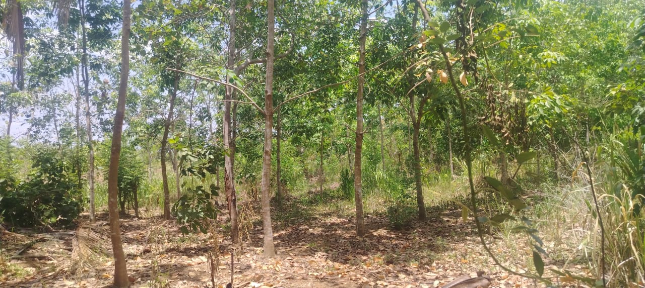 Land for Sale in Mahaoya
