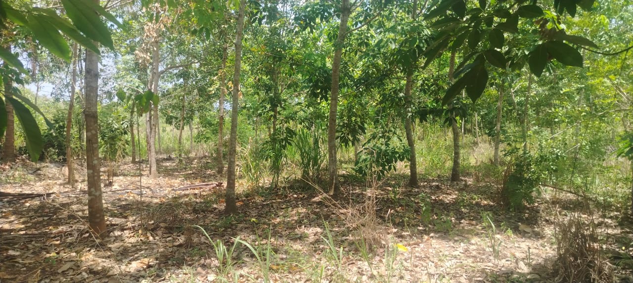 Land for Sale in Mahaoya