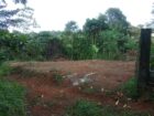 Land for Sale in Homagama