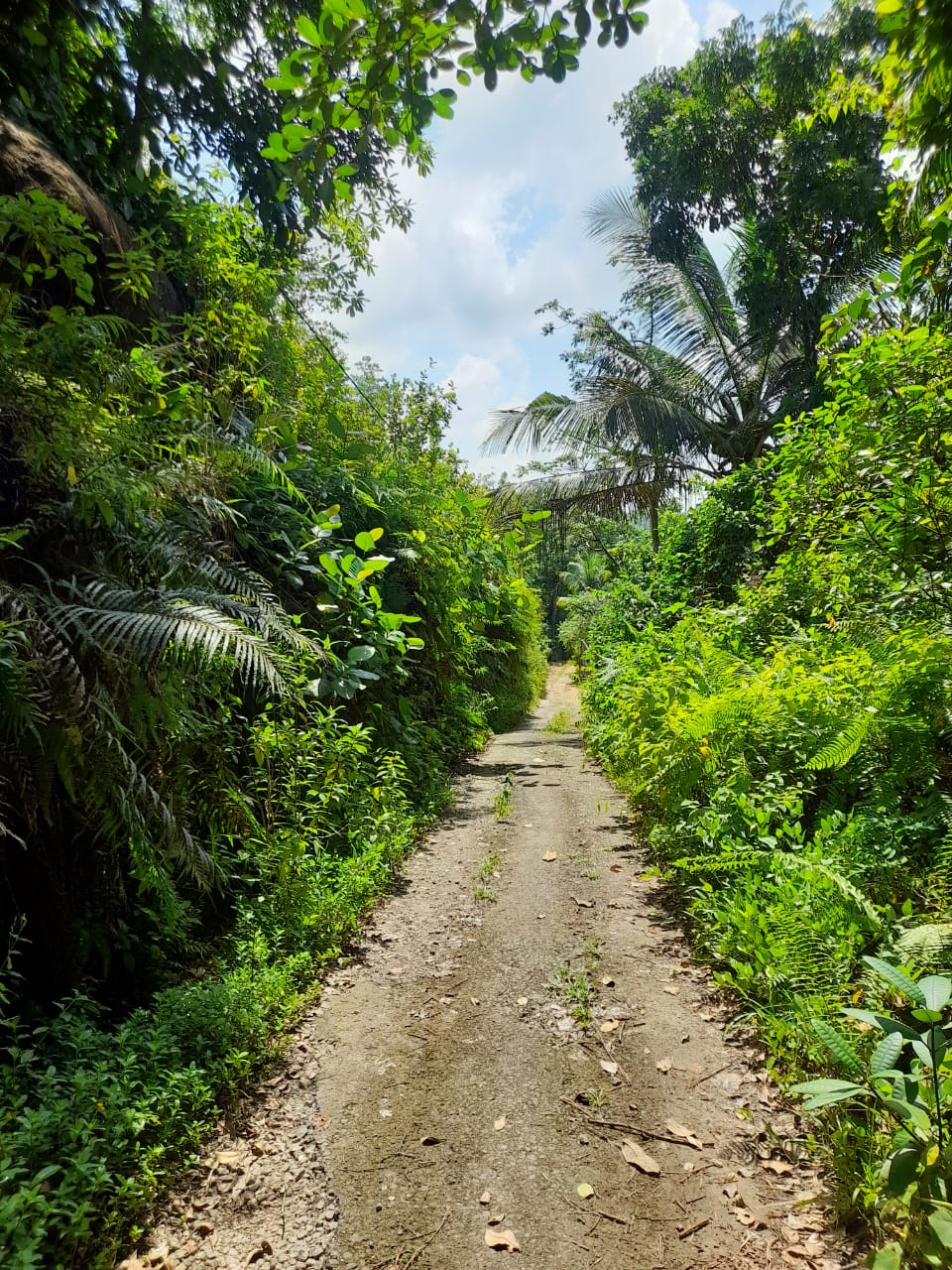 ඇල්පිටිය – කොළඹ මාර්ගයට මිටර් 150 දුරින් ඉඩමක්