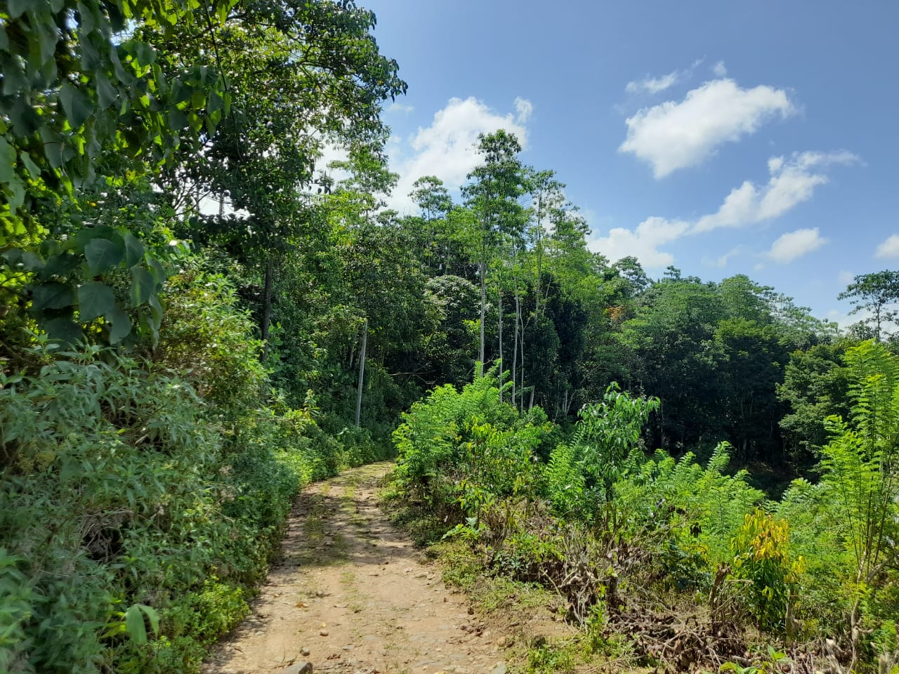 ඇල්පිටිය – කොළඹ මාර්ගයට මිටර් 150 දුරින් ඉඩමක්